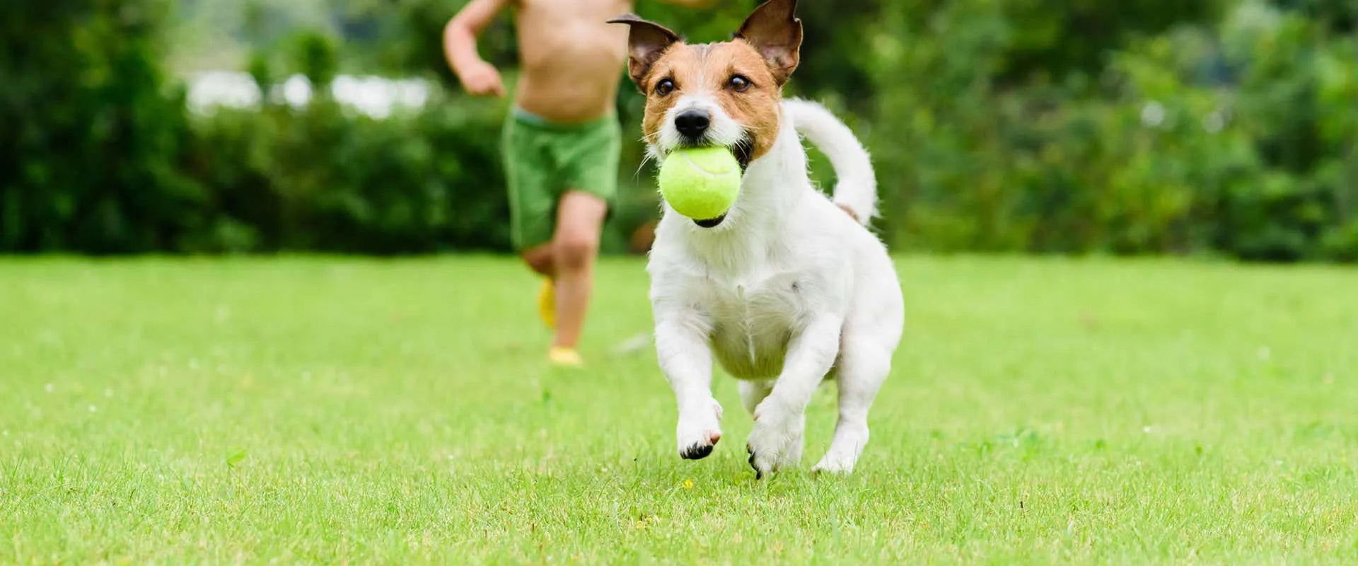 Where Pets Feel at Home