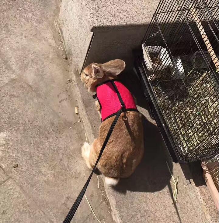 Small Pet Essentials